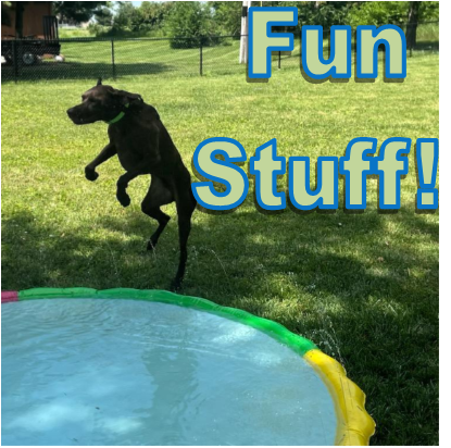 Photo of Dog on Splash Pad